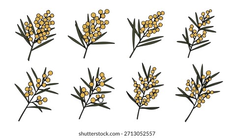 Colección de ramas de Mimosa con fondo transparente