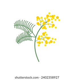 Mimosa floral branch twig Beautiful delicate fluffy blooms blossomed herb gentle wildflower Flat vector illustration isolated on white background