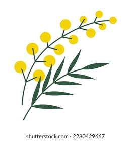 Mimosa flower branch, cartoon style. Trendy modern vector illustration isolated on white background, hand drawn, flat design.