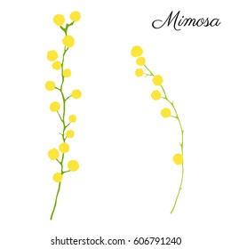 Mimosa flower branch hand drawn vector illustration isolated on white background, colorful doodle sketch, decorative floral element for design greeting card, wedding invitation, packaging cosmetics