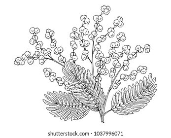 Mimosa flower graphic black white isolated bouquet sketch illustration vector