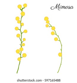 Mimosa flower hand drawn vector illustration isolated on white background, ink doodle sketch, line art decorative floral element for design greeting card, wedding invitation, packaging cosmetics