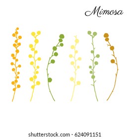 Mimosa flower hand drawn vector illustration isolated on white background, colorful silhouette doodle sketch, decorative floral element for design greeting card, wedding invitation, packaging cosmetic