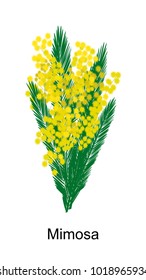 Mimosa flower islated on white background. Vector