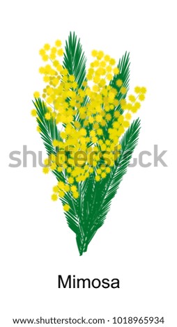 Mimosa flower islated on white background. Vector