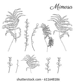 Mimosa flower, leaves hand drawn vector illustration isolated on white background, ink doodle sketch, black line art for design greeting card, wedding invitation, packaging cosmetic, beauty salon, spa