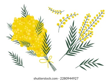 Mimosa flower set, cartoon style. Trendy modern vector illustration isolated on white background, hand drawn, flat design.