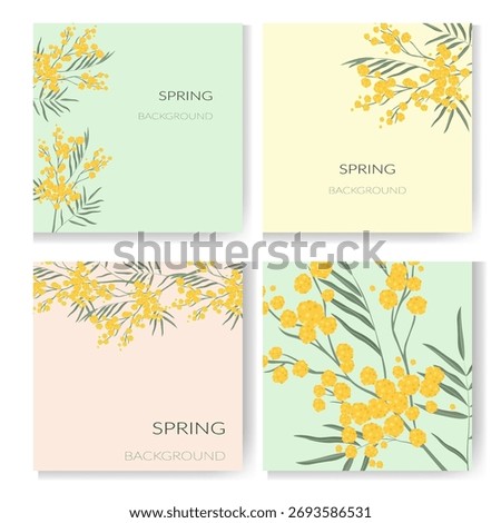 Mimosa flower. Spring 2026 Vector drawing of spring flower. Spring Festival. the first delicate flowers of spring. Square background with yellow flower Postcards with mimosa branches.