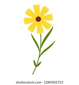 Mimosa flower vector. illustration isolated on white background. Yellow flower.