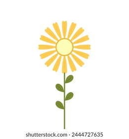 Mimosa flower vector. illustration isolated on white background. Yellow flower.