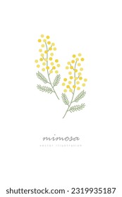 Mimosa flower vector illustration material