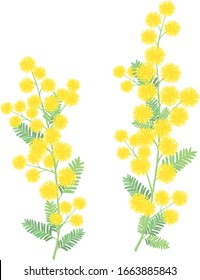 Ilustración de los vectores de flores de mimosa sobre fondo blanco