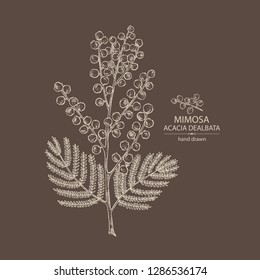 Mimosa: mimosa flowering branch and leaves. Acacia dealbata.  Cosmetic, perfumery and medical plant. Vector hand drawn illustration