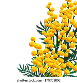 Mimosa flowers