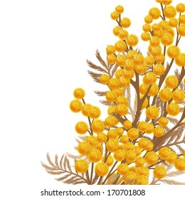 Mimosa flowers