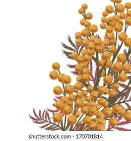 Mimosa flowers
