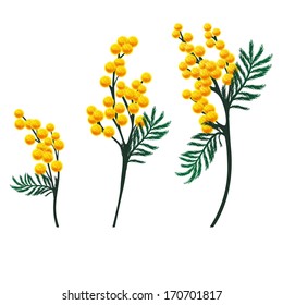 Mimosa flowers