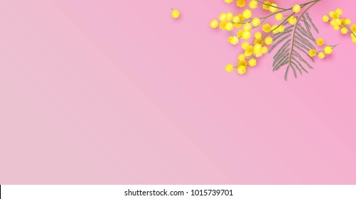 Mimosa flowers on pink background. Vector illustration Mimosa flowers on pink background. Vector illustration