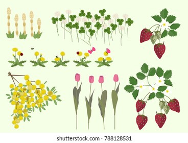 Mimosa flowers and spring plant material collection.