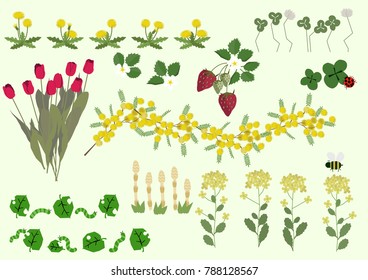 Mimosa flowers and spring plant material collection.