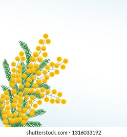 Mimosa flowers in springPrint