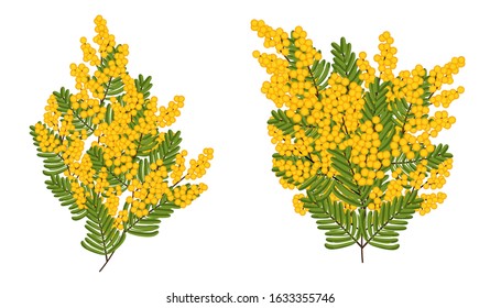 Mimosa isolated on white background. Two Branch of Spring yellow flowers. Vector illustration.