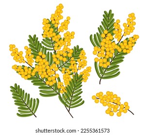 Mimosa isolated on white background. Set spring yellow flowers. Vector illustration.