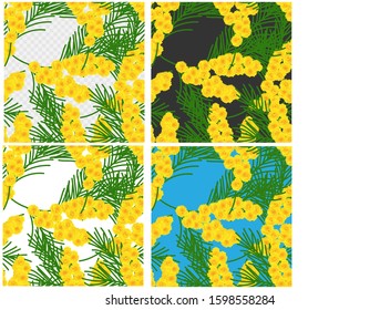 Mimosa on yellow background. Bright yellow background. Spring floral pictures.