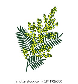 Mimosa plant. Vector stock illustration eps10.
