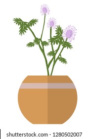 mimosa pudica grow up step 5