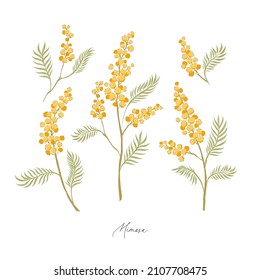 Mimosa spring flower botanical hand drawn vector illustration set isolated on white. Vintage romantic cottage garden florals curiosity cabinet aesthetic print.