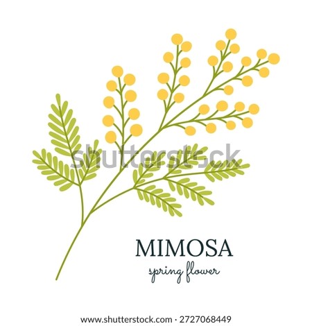 Mimosa spring flower branch with yellow round blossoms and green leaves. Botanical flat illustration with clean lines and minimal style on white background. Perfect for greeting cards, posters, seasonal design, branding