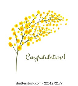 Mimosa twig. Congratulations. Vector illustration. March 8, Mother's Day, Easter.