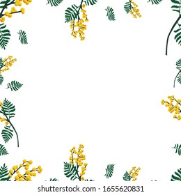 
Mimosa twigs of different sizes