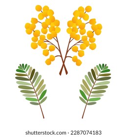 Mimosa. Vector. The illustration of mimosas.