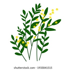 ilustración de material vectorial mimosa. Flores amarillas primaverales. Hojas verdes, un arbusto. Tarjeta de saludo de primavera, hierba jugosa. Aislado sobre un fondo blanco.