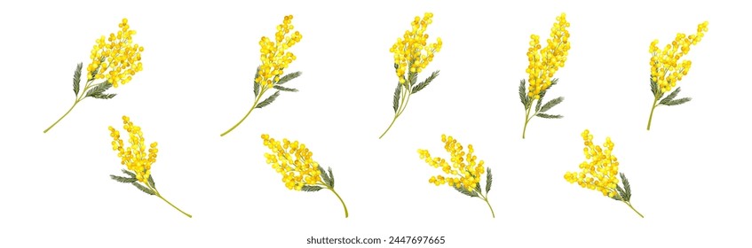 Mimosa with Yellow Racemose Inflorescences Vector Set