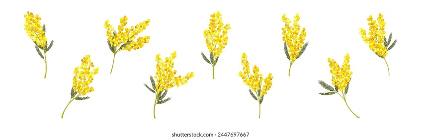 Mimosa with Yellow Racemose Inflorescences Vector Set