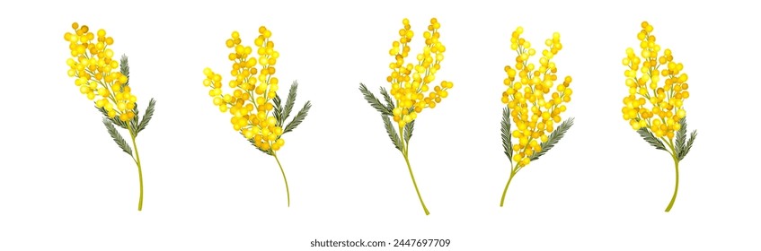 Mimosa with Yellow Racemose Inflorescences Vector Set