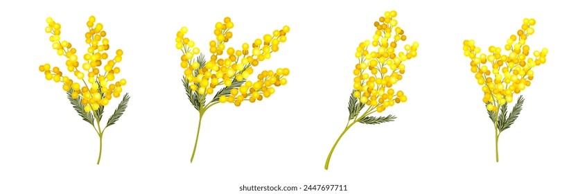 Mimosa with Yellow Racemose Inflorescences Vector Set