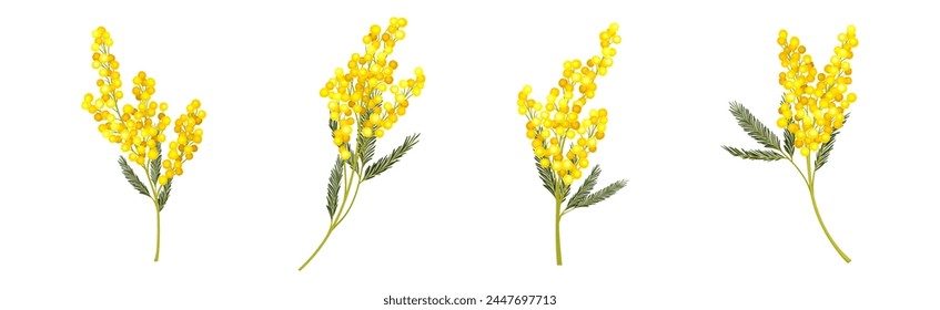 Mimosa with Yellow Racemose Inflorescences Vector Set