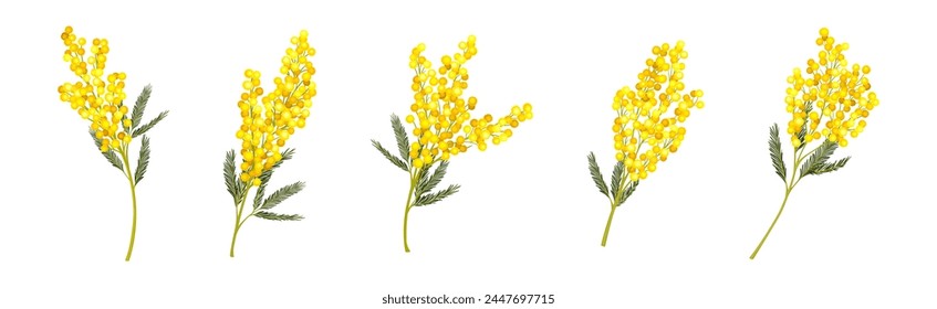 Mimosa with Yellow Racemose Inflorescences Vector Set