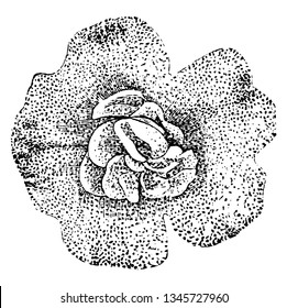 Mimulus Luteus Neuberti (Erythranthe lutea) is a monkey flower, musk flower, grows mainly in South America. It is an attractive bright-yellow snapdragon flower. The Flowering time is June to August