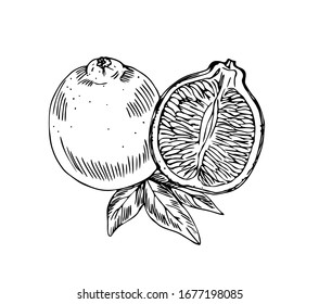 Mineola fruit with half and leaves in line art style.