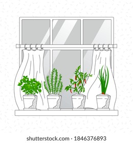 Mini herb garden on windowsill, waving curtains. Indoor garden horticulture. Growth rosemary, basil, onion and chilli in home - vector illustration. Original black and white drawing with bright accent