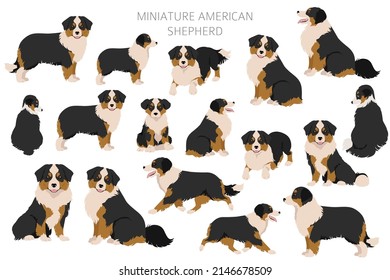 Miniature american shepherd clipart. Different poses, coat colors set.  Vector illustration