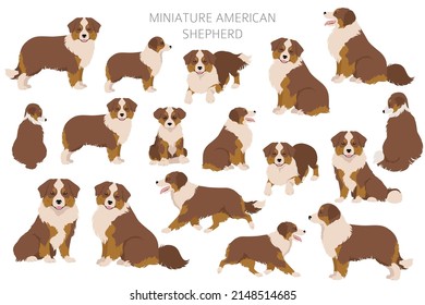 Miniature american shepherd clipart. Different poses, coat colors set.  Vector illustration