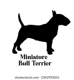 Miniature Bull Terrier Dog silhouette dog breeds logo dog monogram logo dog face vector