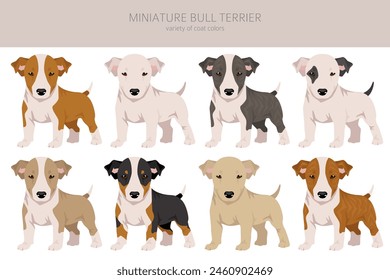 Miniature bull terrier puppy clipart. Different poses, coat colors set.  Vector illustration