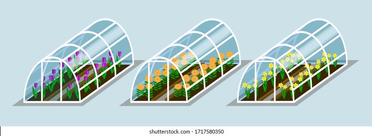 Miniature Glasshouse in isometry. set of greenhouses with Flowers: gerberas, daffodils, tulips.